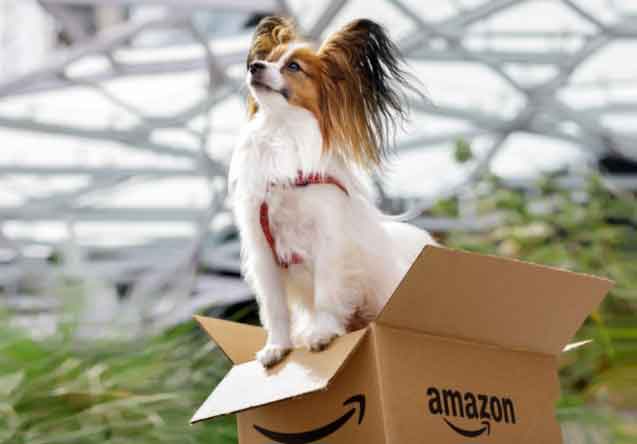 Amazon começou como um e-commerce de livros que funcionava em uma garagem em 1995 e 20 anos depois tornou-se uma das marcas mais valiosas do mundo, a qual vende produtos de A a Z passando pelo "P" de Pet Shop