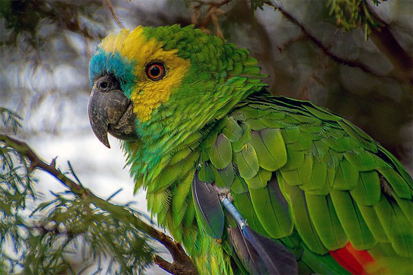 Parque das Aves lança loja virtual. Instituição incentiva a compra com propósito para assim poder continuar protegendo espécies em extinção como o papagaio-verdadeiro. Imagem: @wikipedia